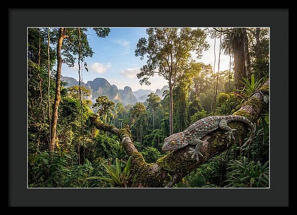 Tokay Gecko In Lush Jungle