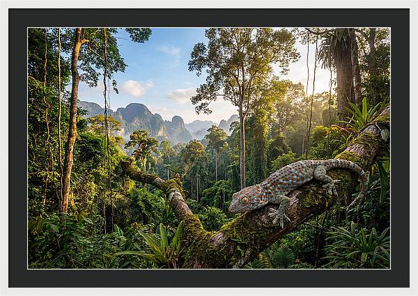 Tokay Gecko In Lush Jungle