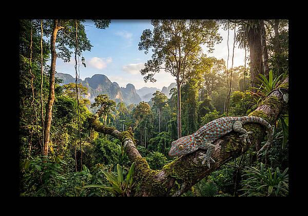 Tokay Gecko In Lush Jungle