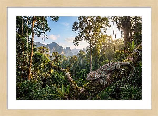 Tokay Gecko In Lush Jungle