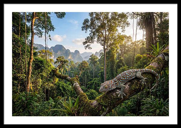 Tokay Gecko In Lush Jungle