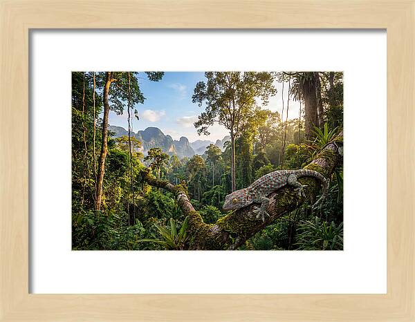 Tokay Gecko In Lush Jungle