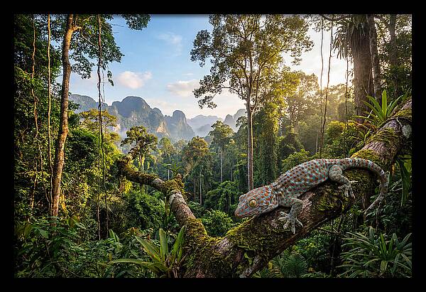 Tokay Gecko In Lush Jungle