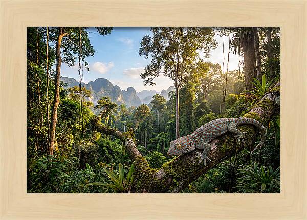Tokay Gecko In Lush Jungle
