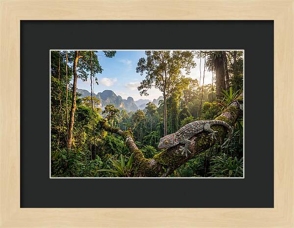 Tokay Gecko In Lush Jungle