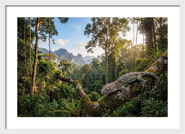 Tokay Gecko In Lush Jungle