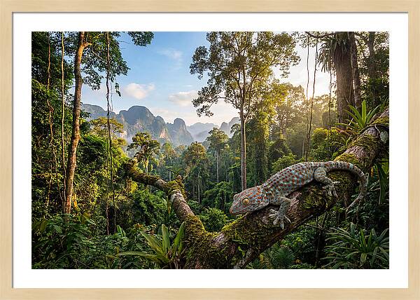 Tokay Gecko In Lush Jungle