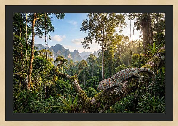 Tokay Gecko In Lush Jungle