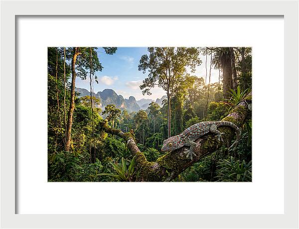 Tokay Gecko In Lush Jungle