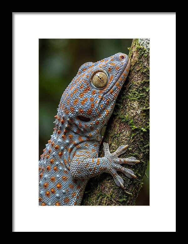 Tokay Gecko Portrait