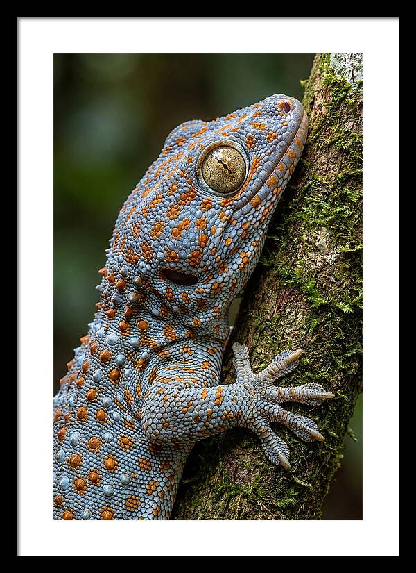 Tokay Gecko Portrait