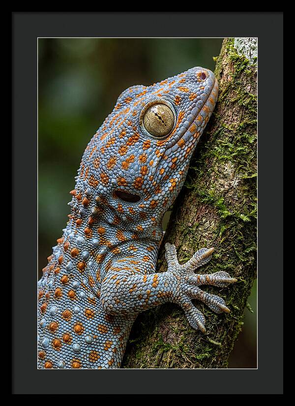 Tokay Gecko Portrait