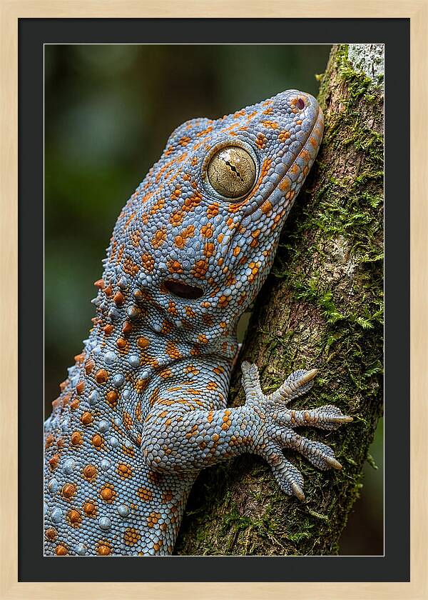 Tokay Gecko Portrait