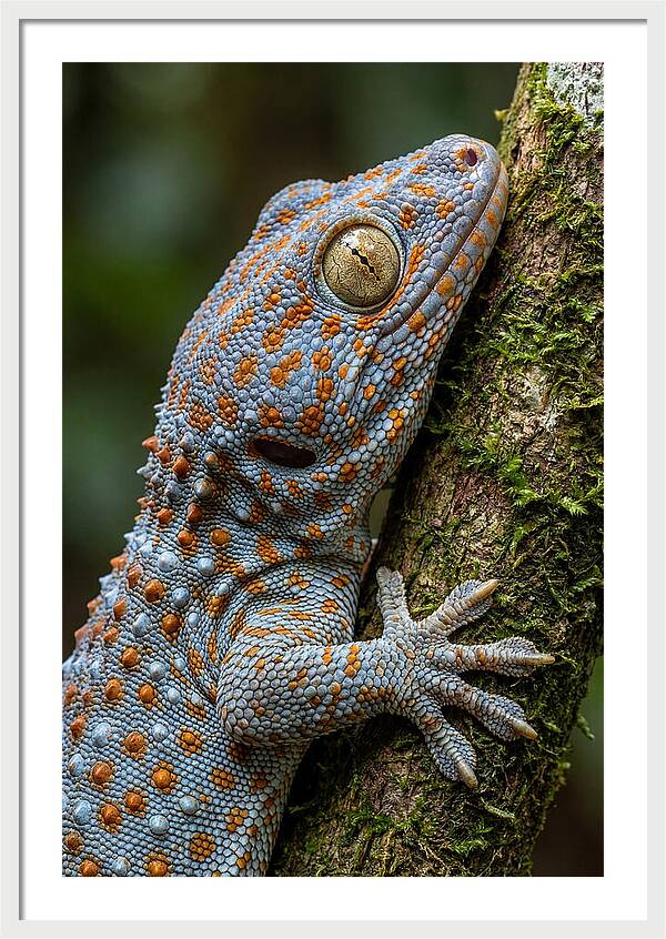 Tokay Gecko Portrait