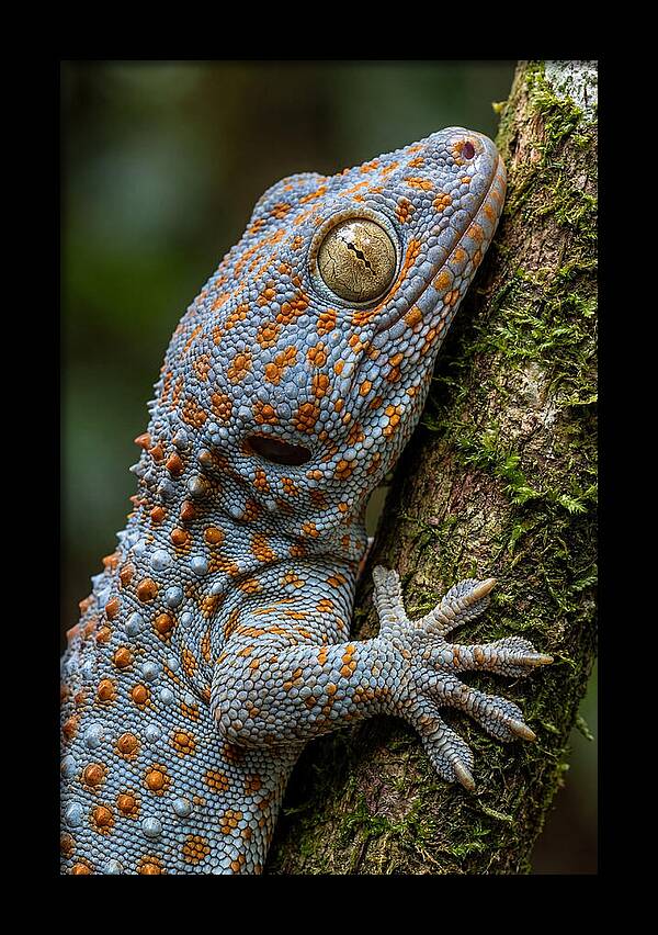 Tokay Gecko Portrait