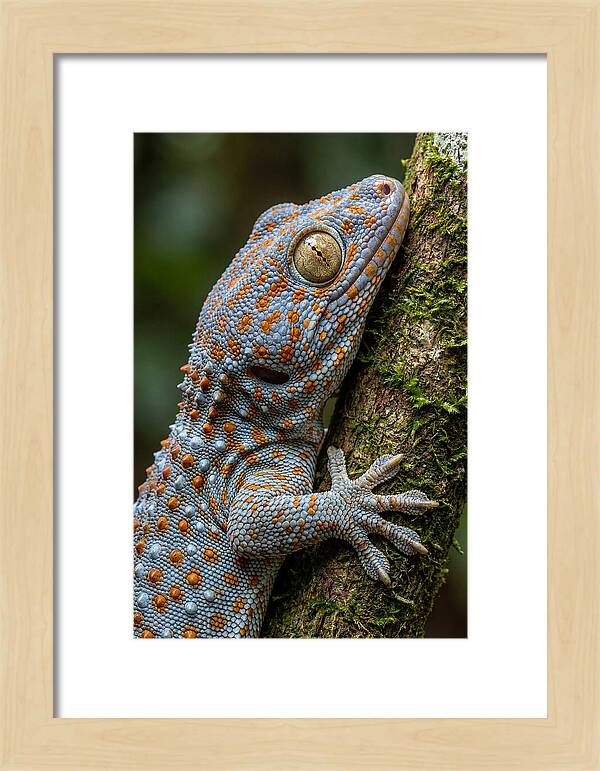 Tokay Gecko Portrait