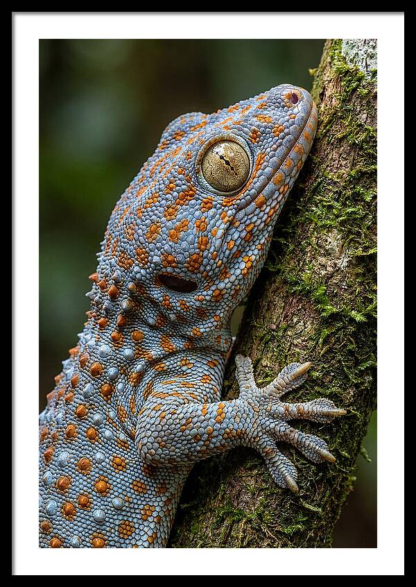 Tokay Gecko Portrait