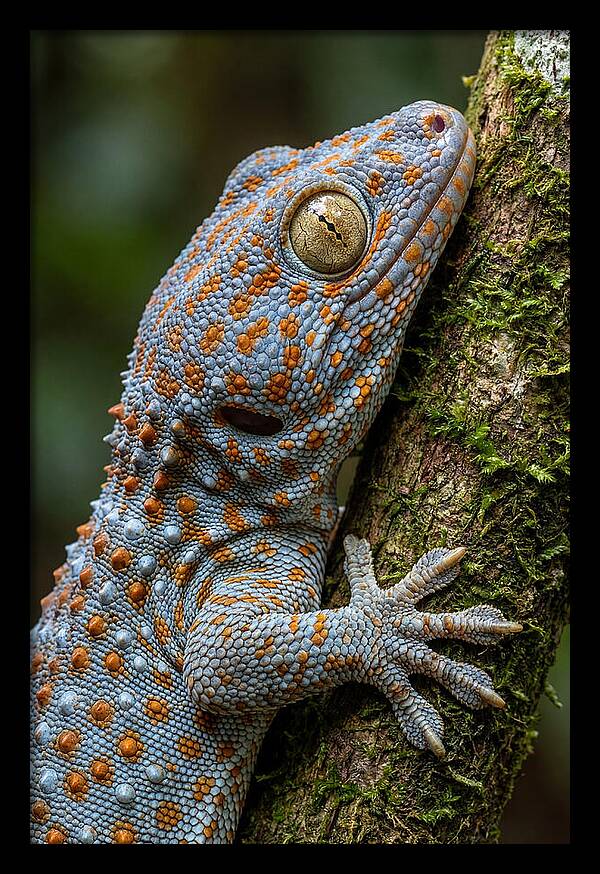 Tokay Gecko Portrait
