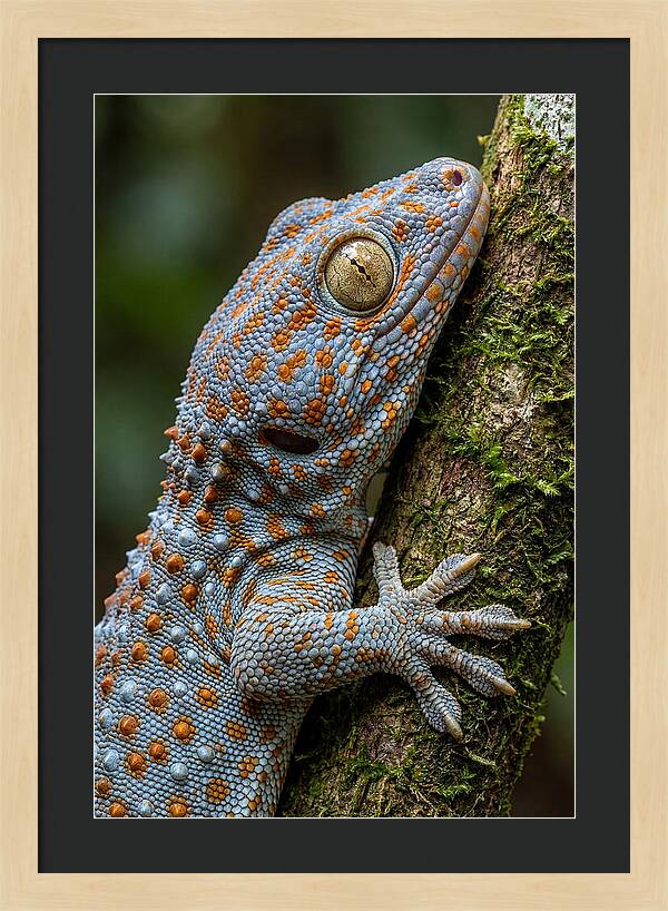 Tokay Gecko Portrait