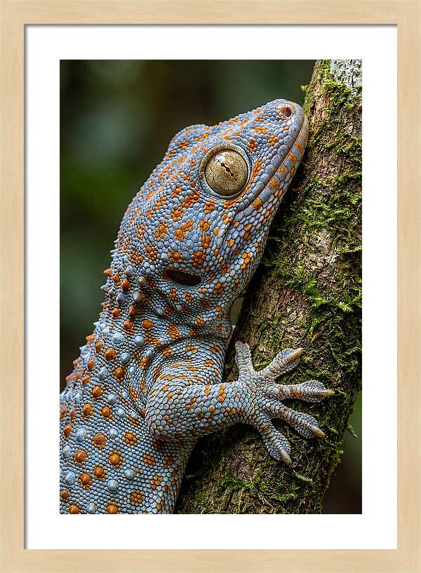 Tokay Gecko Portrait