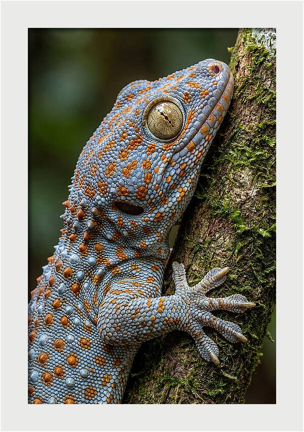 Tokay Gecko Portrait