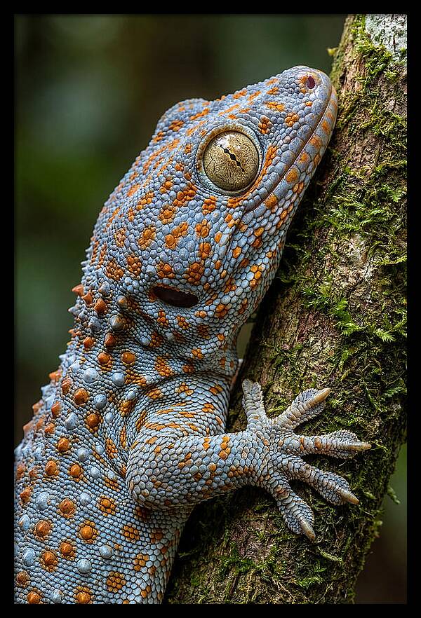 Tokay Gecko Portrait