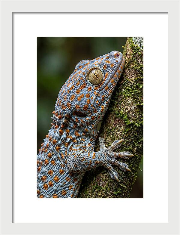 Tokay Gecko Portrait