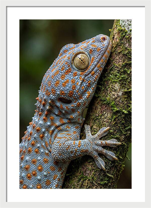 Tokay Gecko Portrait