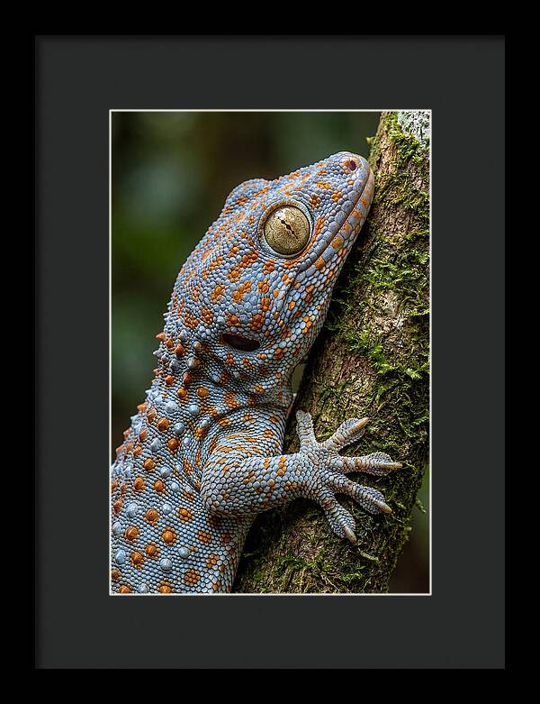 Tokay Gecko Portrait