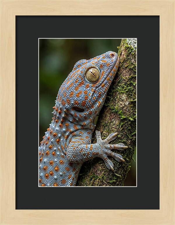 Tokay Gecko Portrait