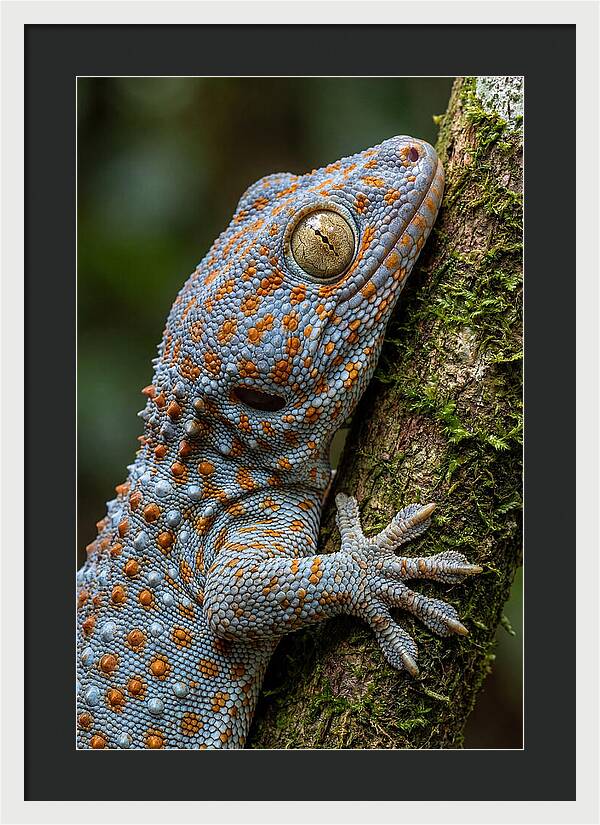 Tokay Gecko Portrait