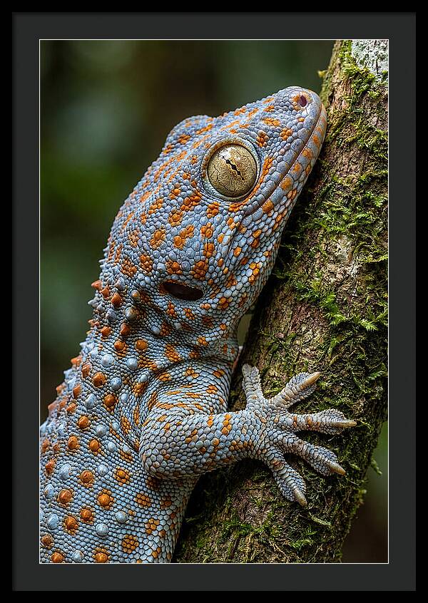 Tokay Gecko Portrait
