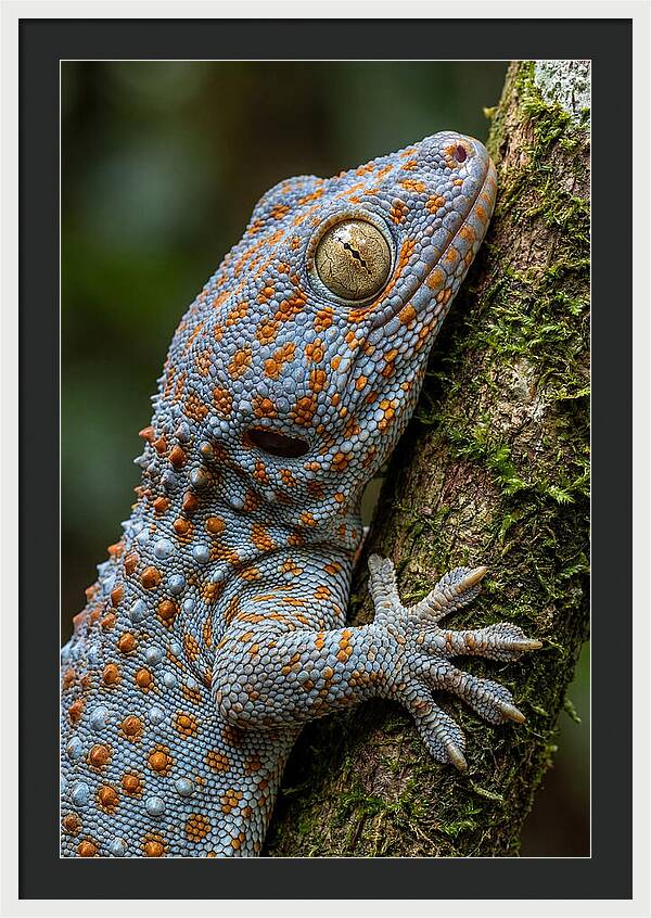 Tokay Gecko Portrait