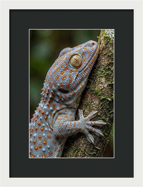 Tokay Gecko Portrait