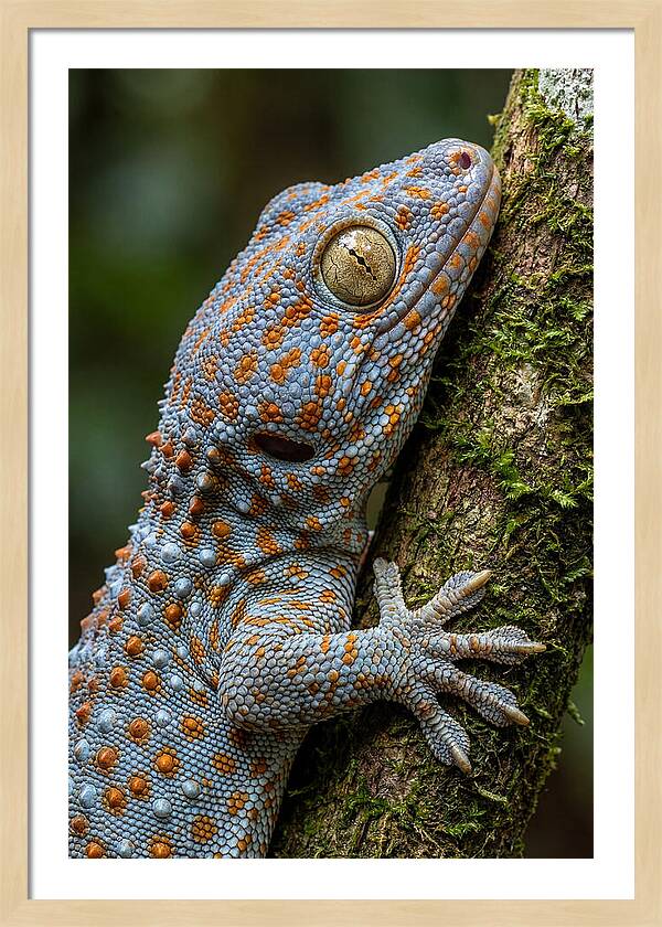 Tokay Gecko Portrait