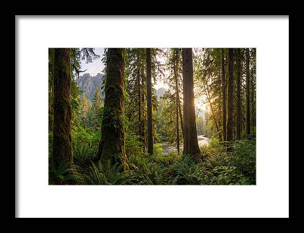 Tongass National Forest Serenity