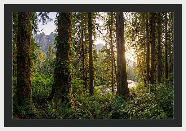 Tongass National Forest Serenity
