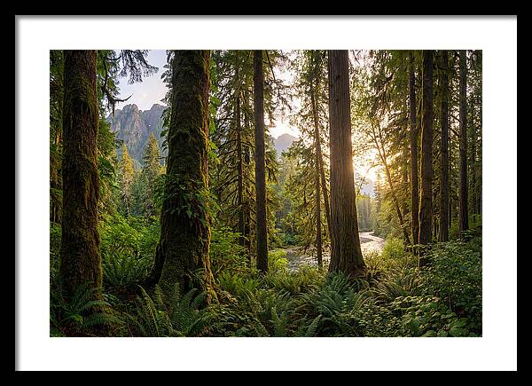 Tongass National Forest Serenity