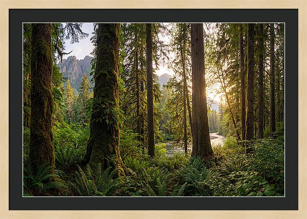 Tongass National Forest Serenity