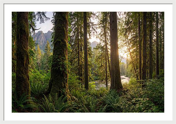 Tongass National Forest Serenity