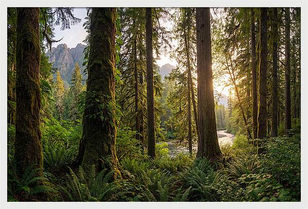 Tongass National Forest Serenity