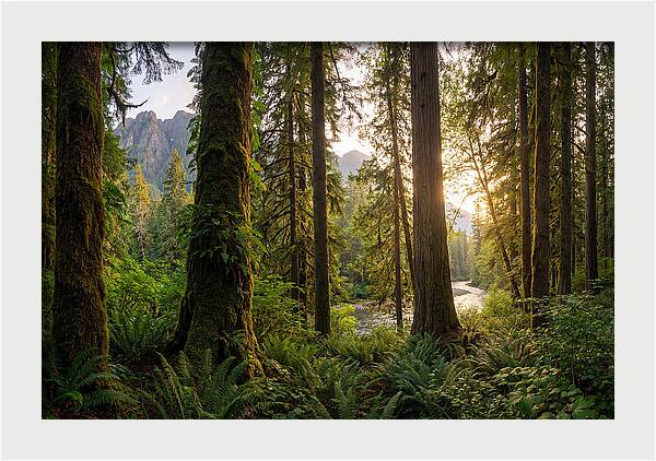 Tongass National Forest Serenity