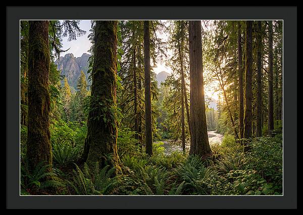 Tongass National Forest Serenity