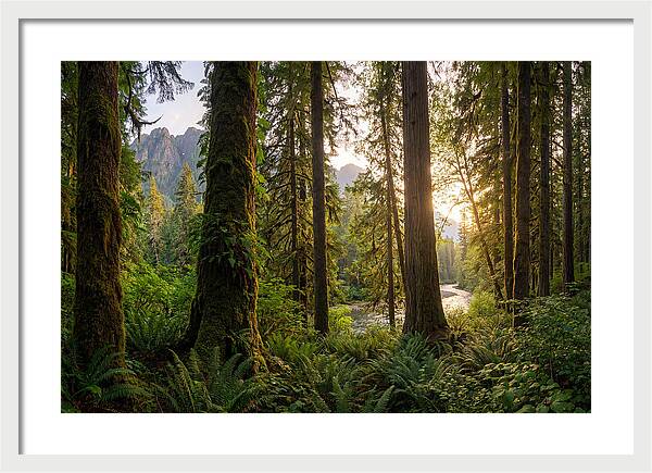 Tongass National Forest Serenity