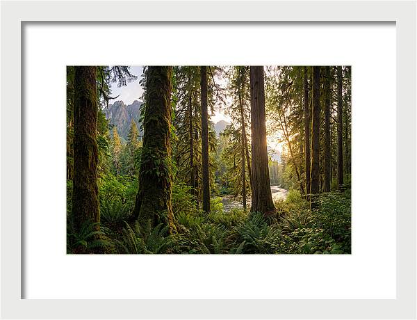 Tongass National Forest Serenity