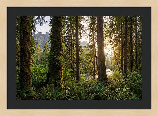 Tongass National Forest Serenity