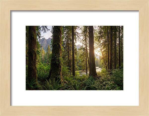 Tongass National Forest Serenity