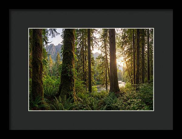 Tongass National Forest Serenity