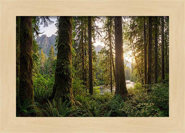 Tongass National Forest Serenity