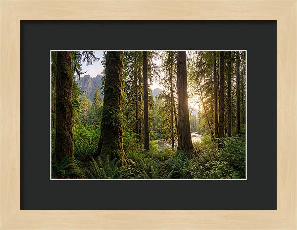 Tongass National Forest Serenity